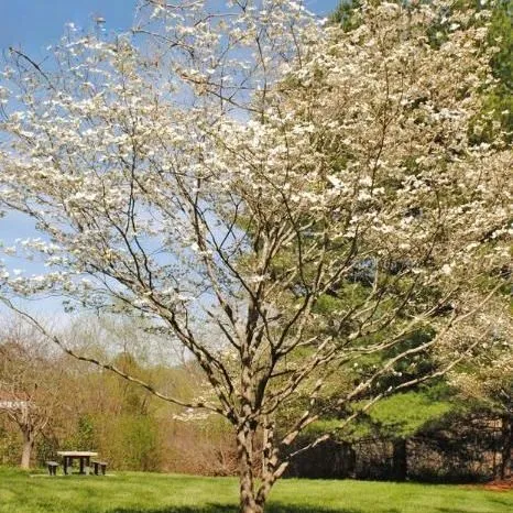 thumbnail for publication: Cornus florida: Flowering Dogwood